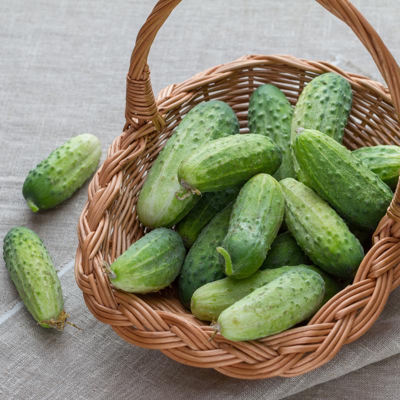 Przygotowanie gleby pod ogórki