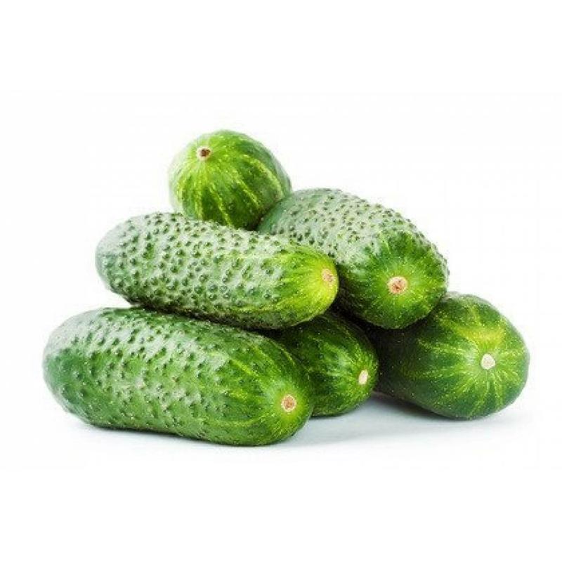 Sadzenie ogórków gruntowych