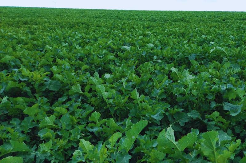 Składniki odżywcze rzepaku