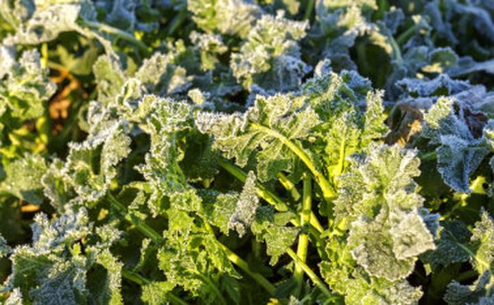 Terminy nawożenia rzepaku