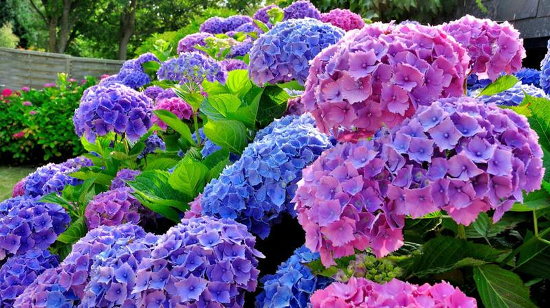 Kiedy i jak przycinać hortensje: poradnik dla miłośników ogrodów bukietowych i krzewiastych