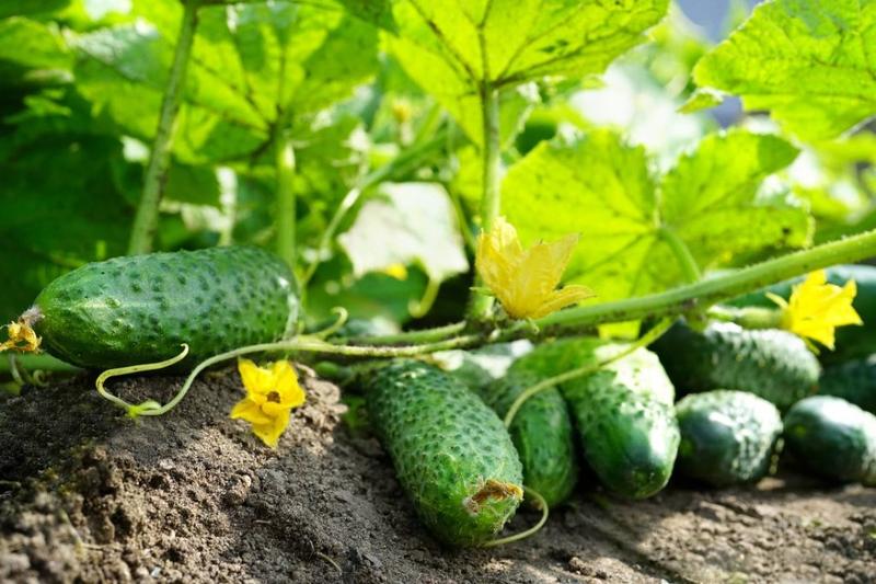 Kiedy i jak sadzić ogórki gruntowe? Oto kompleksowy poradnik dla każdego ogrodnika