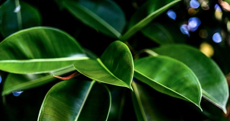 Kwiaty, które lepiej omijać w sypialni – rośliny szkodliwe dla zdrowia