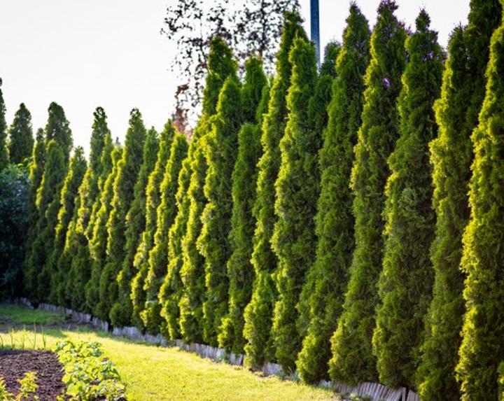 Rośliny, których tuje nie tolerują: co unikać w ich sąsiedztwie?