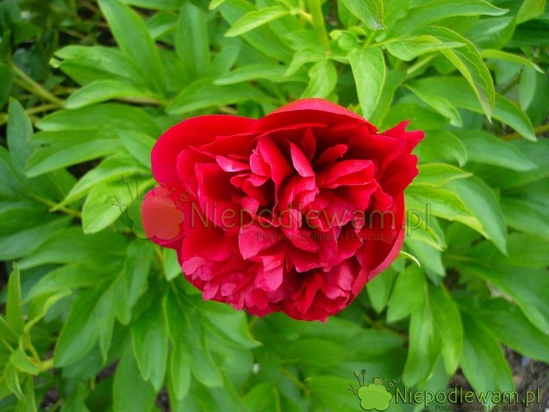 Jak nawozić piwonie