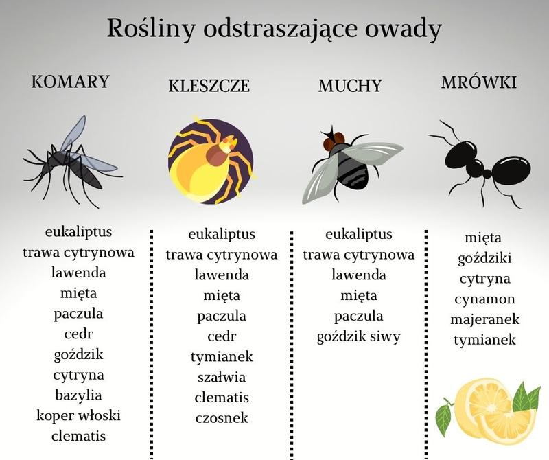 Rośliny odstraszające mrówki