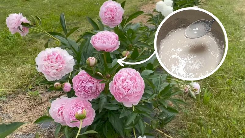 Terminy nawożenia piwonii