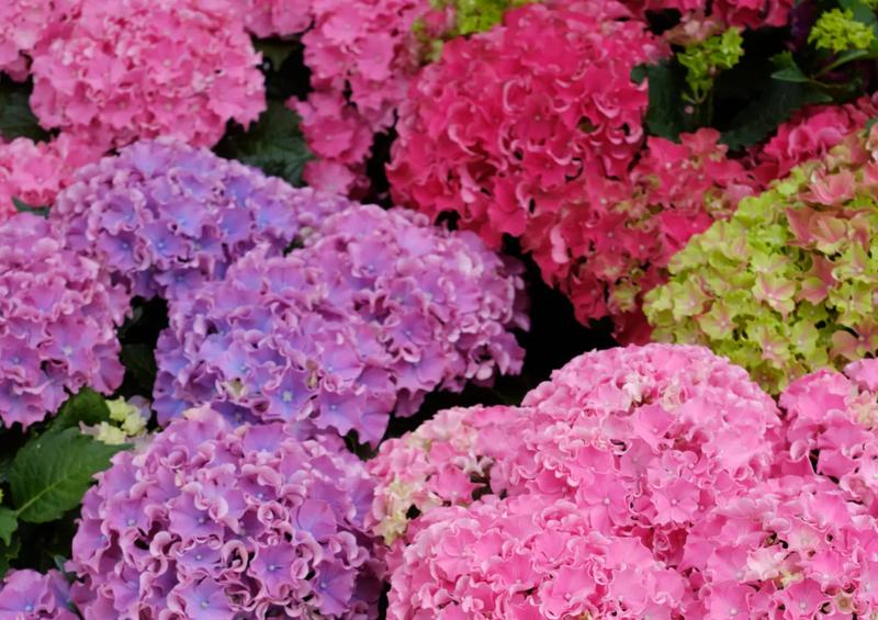 Aromat suszonych kwiatów