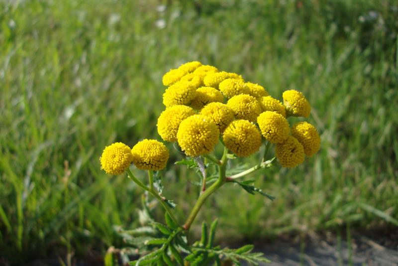 Naturalne metody ochrony roślin