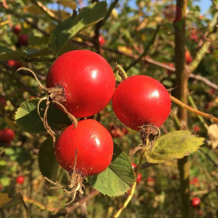 Pielęgnacja róż jadalnych
