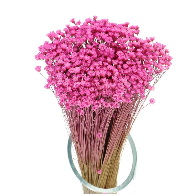 Pielęgnacja różowych roślin