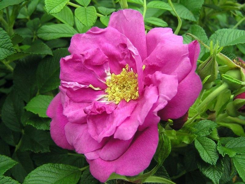 Róże jadalne korzyści zdrowotne