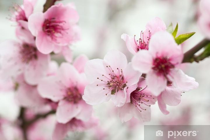 Różowe kwiaty w ogrodzie