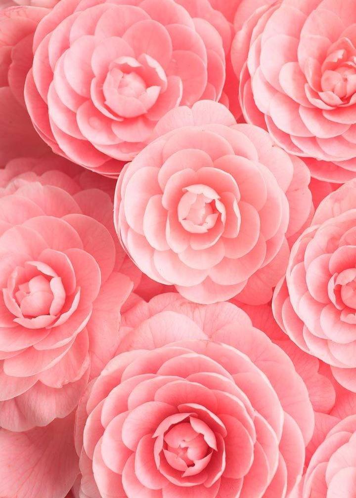 Różowe kwiaty w sztuce