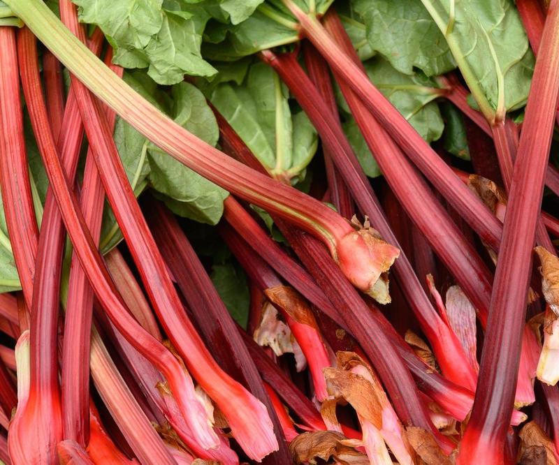 Właściwości zdrowotne rabarbaru