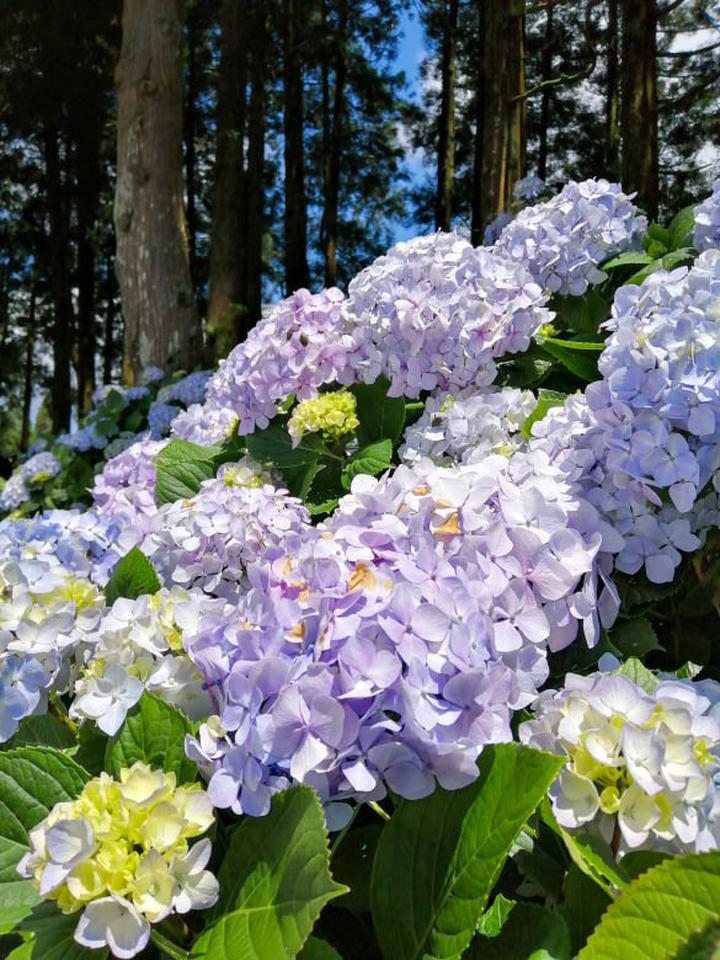 Zachowanie koloru hortensji