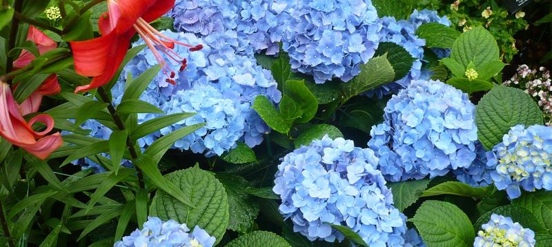 Sekrety suszenia hortensji: jak zachować ich kolor i aromat?