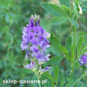 Skuteczne nawożenie lucerny: kiedy i co wybrać? Sprawdzone porady dla każdego rolnika