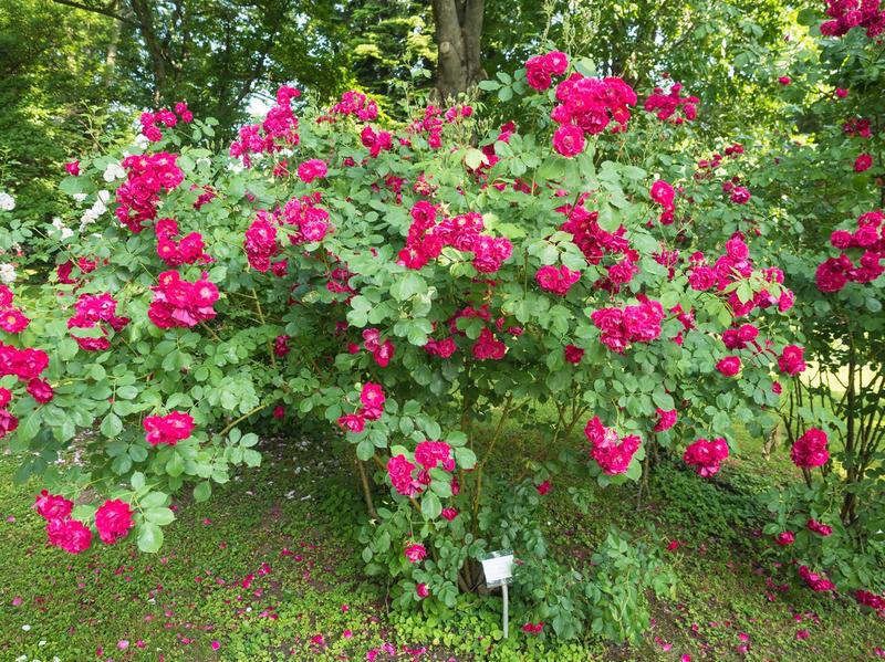 Zakup rozy jadalnej do kuchni i ogrodu – jak wybrać idealną roślinę?