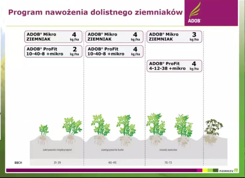Błędy w nawożeniu ziemniaków