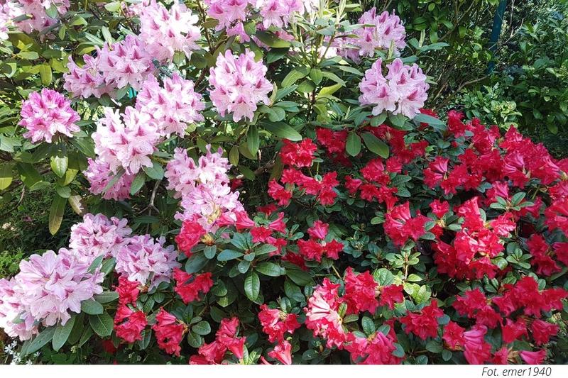 Najlepsze nawozy do azalii