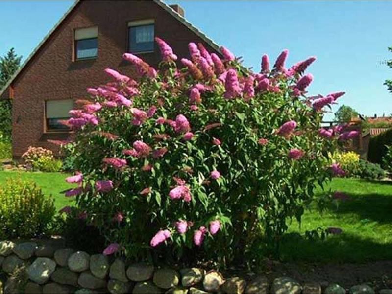 Przycinanie budleji Dawida