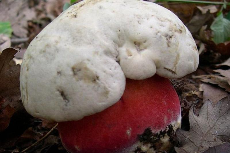 Różnice w borowikach dla grzybiarzy