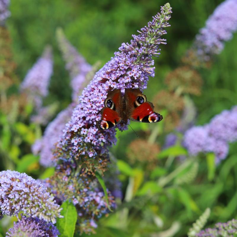 Techniki cięcia roślin