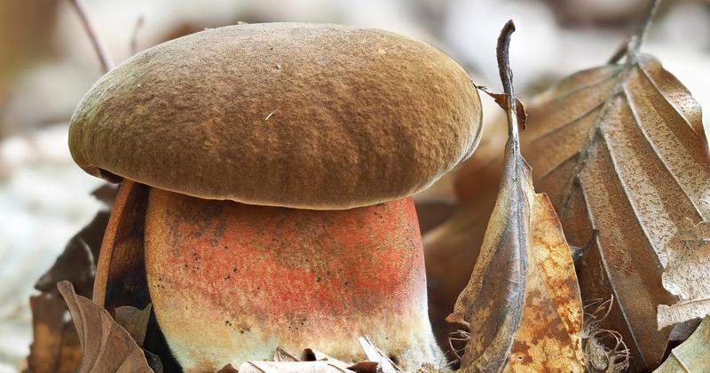 Który borowik bywa trujący? Odkryj, czy wszystkie borowiki są jadalne!