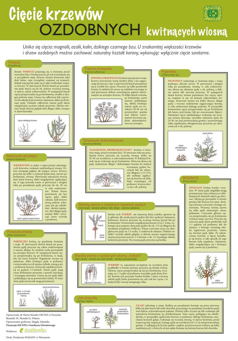 Błędy w przycinaniu magnolii