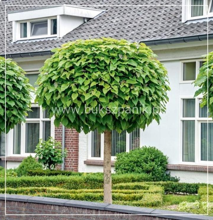 Kalendarz ogrodnika katalpa