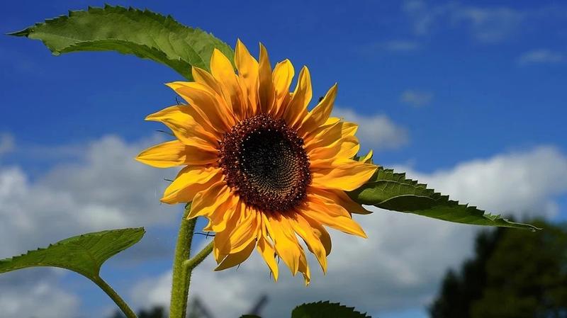 Nawożenie słonecznika