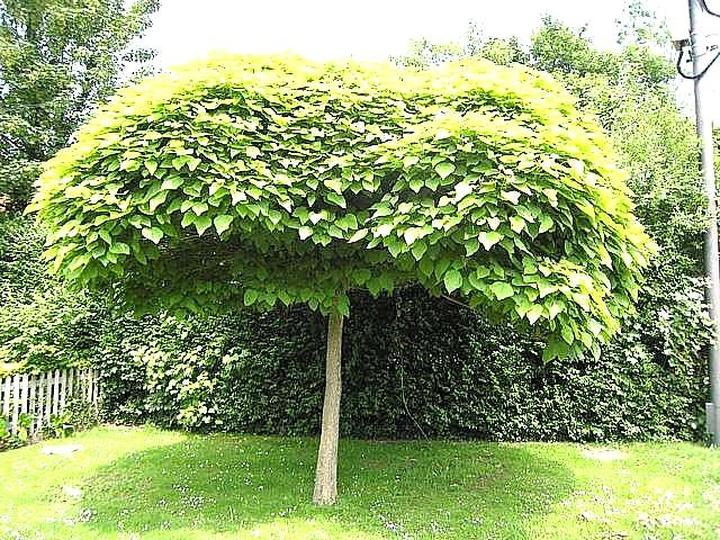 Pielęgnacja katalpy