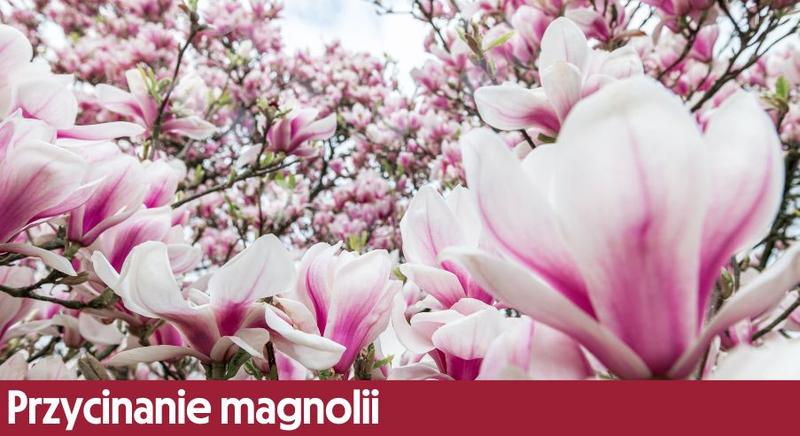 Techniki cięcia magnolii