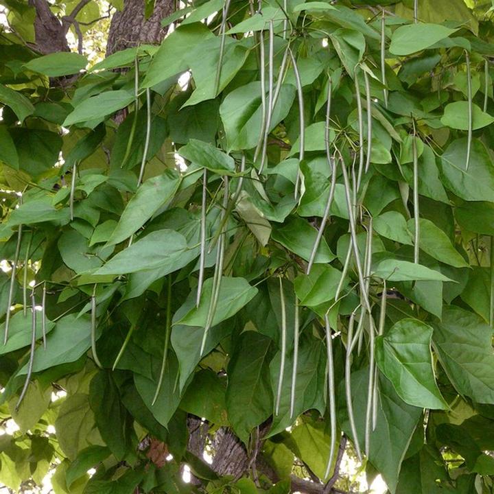 Techniki sadzenia katalpy