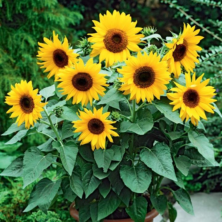 Terminy nawożenia roślin