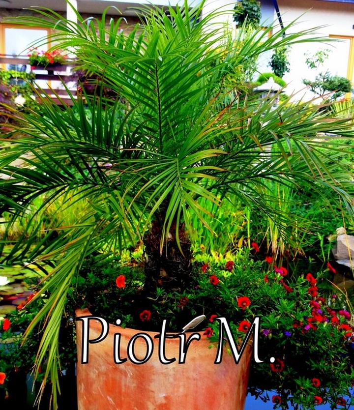 Kiedy nawozić palmy