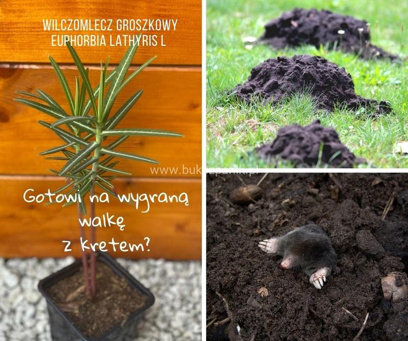 Rośliny o silnym zapachu