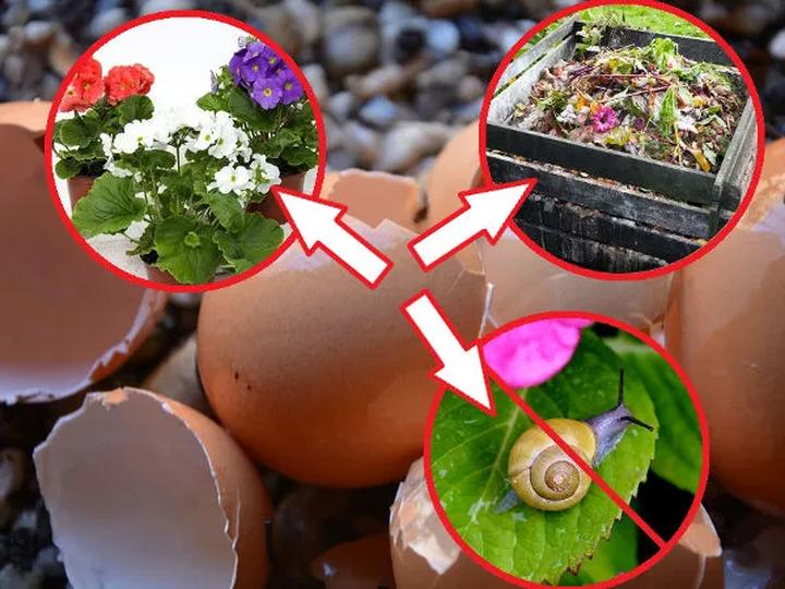 Skorupki jajek jako nawóz