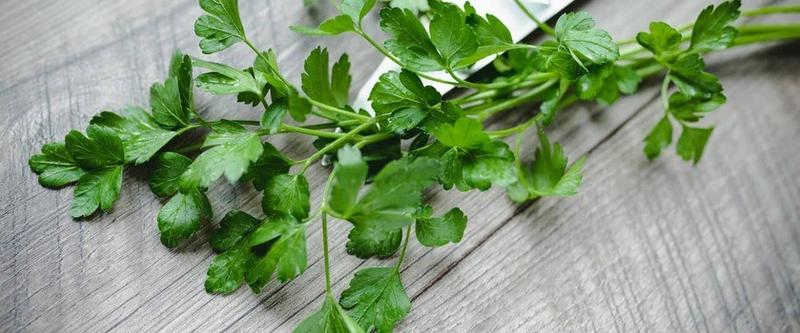 Zbiory i przechowywanie pietruszki