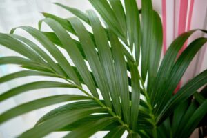 Jak skutecznie nawozić palmy? Sprawdzone porady dla początkujących i odpowiedni czas na działanie