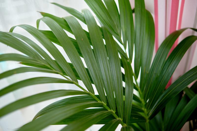 Jak skutecznie nawozić palmy? Sprawdzone porady dla początkujących i odpowiedni czas na działanie