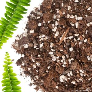 Jak wybrać odpowiednią ziemię do paproci? Praktyczne wskazówki dla każdego ogrodnika