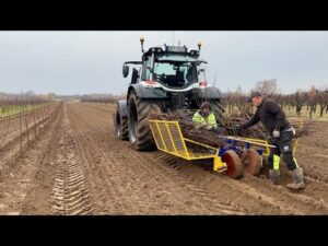 Przewodnik po sadzeniu wiśni: Jak i kiedy sadzić te soczyste owoce krok po kroku