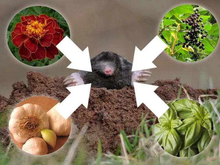 Skuteczne rośliny, które nie mają szans z kretami: naturalne sposoby na ich odstraszenie