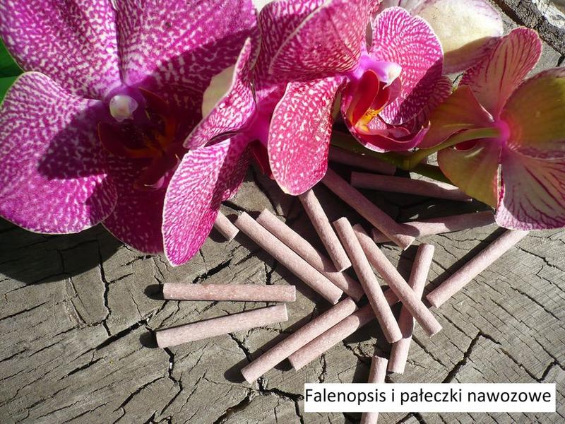 Najlepsze nawozy do storczyków