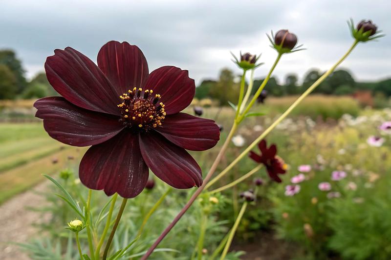 Nawożenie i podlewanie kosmosów