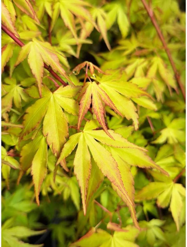 Nawożenie klonu palmowego