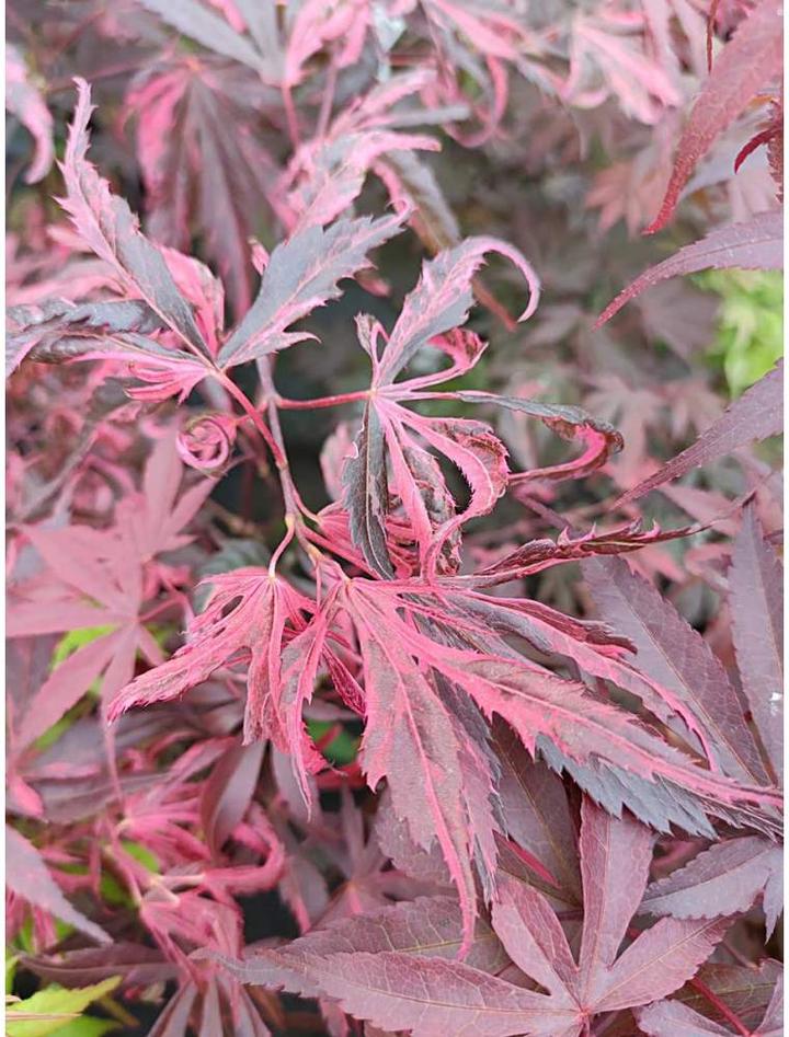 Optymalne terminy nawożenia