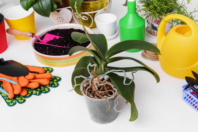 Poradnik pielęgnacji storczyków